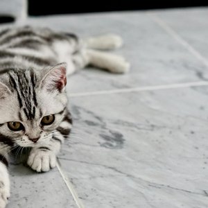 Close-up of a cute tabby kitten playfully stretched on a marble floor.