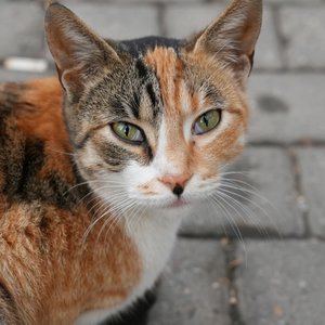 A detailed close-up of a calico cat with green eyes sitting on a paved surface.