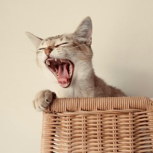 Close-up of a yawning cat resting on a wicker basket, perfect for animal lovers.