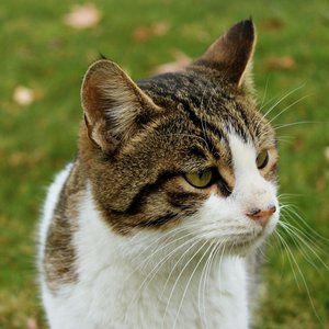 A close-up of a tabby cat with green eyes, sitting on a lawn outdoors.