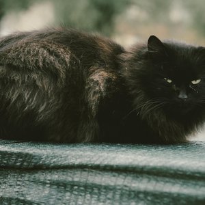 Calm black cat with fluffy fur resting on a tarp outdoors on a cool day.