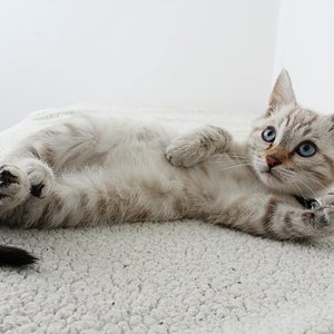 Cute domestic kitten with blue eyes lying on a fluffy rug, looking curious.