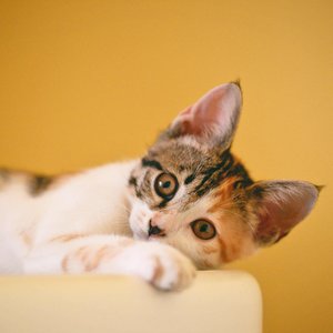 Close-up of a cute calico kitten lying down and staring with curious eyes against a yellow background.