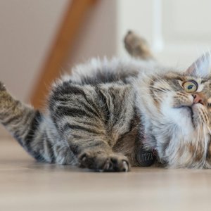 Close-up of a playful tabby cat rolling on the floor with a toy indoors.