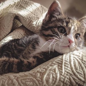 Adorable tabby kitten resting comfortably in soft, textured blankets.