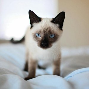 Close-up of a cute Siamese kitten with blue eyes on a bed, showcasing its adorable features.