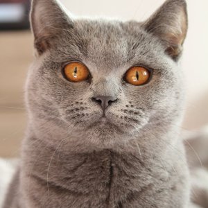 Adorable British Shorthair cat with striking amber eyes gazing intently indoors.
