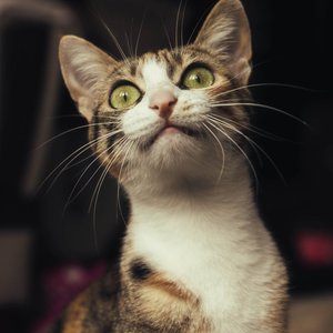 Close-up of a domestic cat with green eyes looking intently upward indoors.