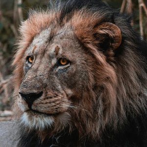 Close-up portrait of a majestic male African lion showcasing its regal mane and intense gaze, captured in Botswana.