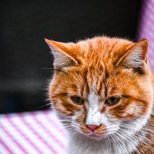 Ginger and white cat with attentive gaze and fluffy fur, captured outdoors in natural light.