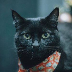 Adorable black cat wearing a patterned bandana, looking directly at the camera.