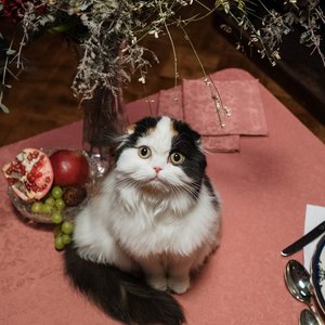 Charming Scottish Fold kitten sitting on a table with fruits and flowers creating a warm ambiance.